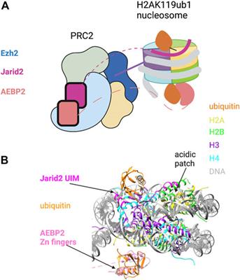 Decoding histone ubiquitylation